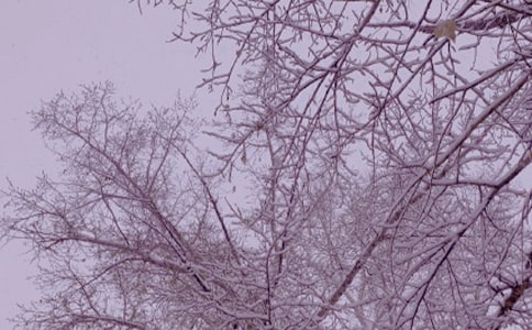 ����ѩ���̰�