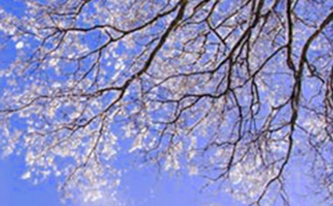 ��������С��ʶ