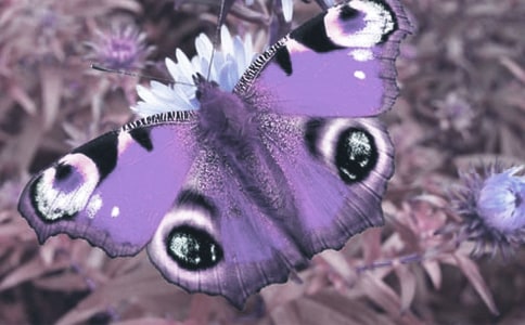 野生动植物保护总结