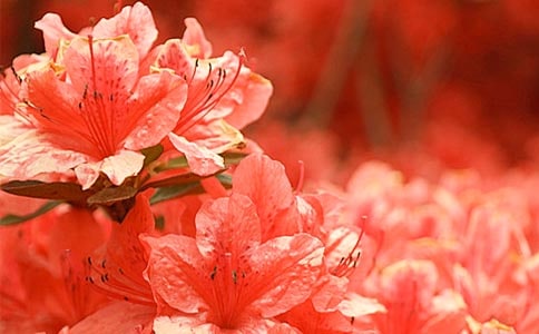 ���Ǽ��ž黨ԭ�ļ�����