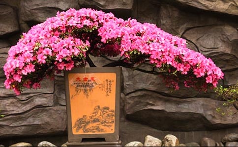 宣城见杜鹃花原文及赏析