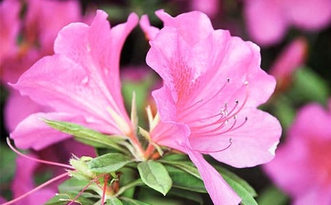 ���Ǽ��ž黨 / �ӹ�ԭ�ġ�ע�ͼ�����