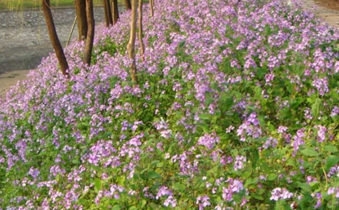 �����������(5ƪ)