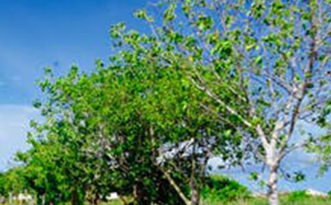 �����羰������ʫ��