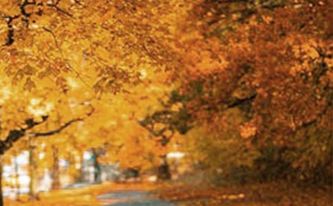 风景区十一黄金周旅游情况总体汇报