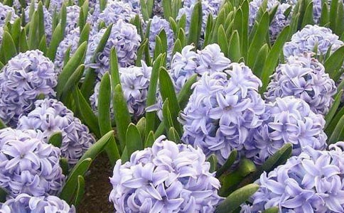 �����ӵ�������ʶ