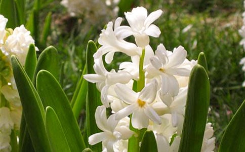 红色的风信子的花语是