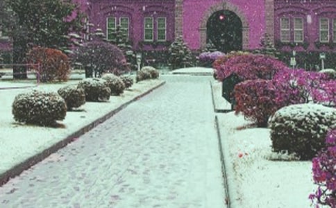 ������ѩӦ��Ԥ��(����8ƪ)