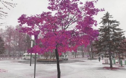 ������ѩӦ��Ԥ��8ƪ