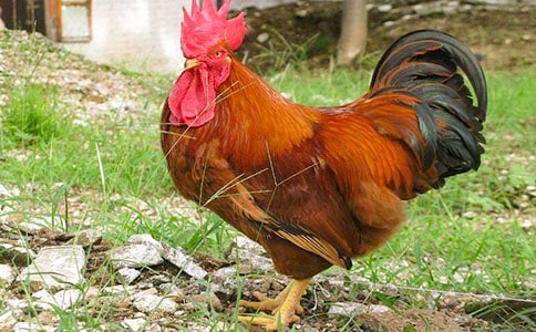 �𼦹ڵĹ����̰�����7ƪ