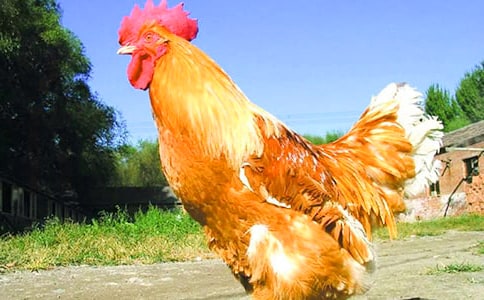 С������СѼ�ӽ̰�