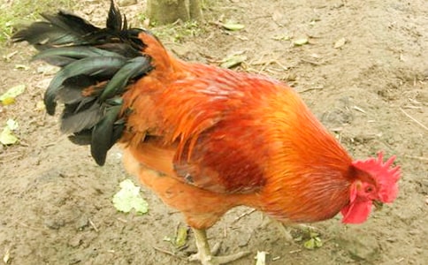 中班体育小公鸡教案(精选12篇)