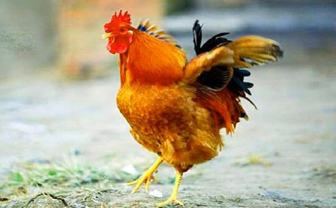 С����������վ�����а���Ϸ��̰�