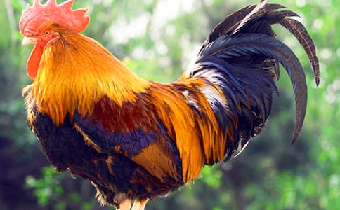 小班公鸡活动反思