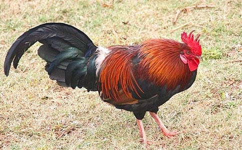 中班语言教案小公鸡