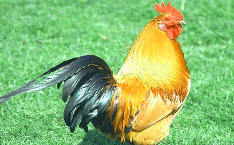 ��С������СѼ�ӡ��̰�14ƪ