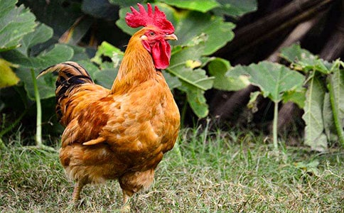 �𼦹ڵĹ����̰����Ļ�����ƪ