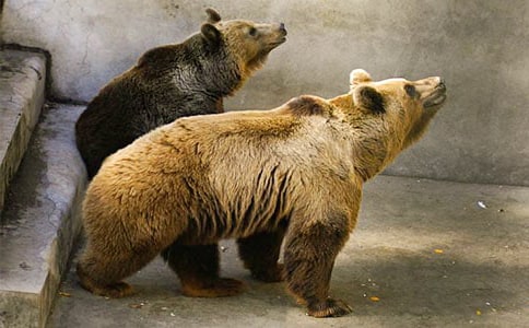 ���ֱܷ����˼