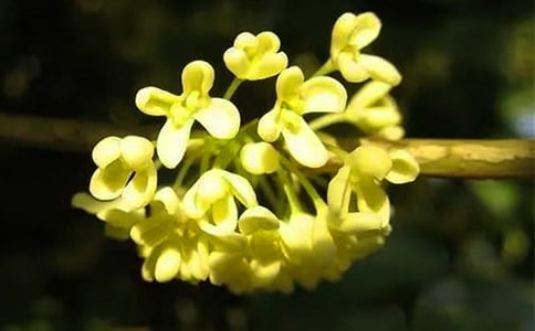 ����졤��ԭ�ļ�����