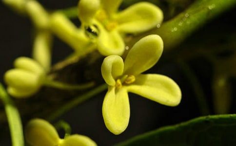 鹧鸪天·桂花原文及赏析