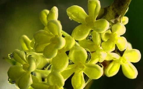 �𻨵Ļ�����ʲô�𻨻����ȫ