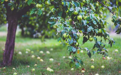 ��԰����Э��