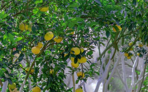 ���˹�԰�а���ͬ(15ƪ)