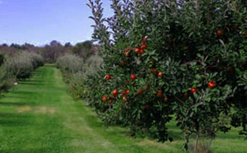 ��԰�а���ͬ����