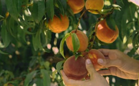 ��԰�����˽̰�