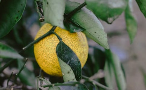 ũ���԰�а���ͬ