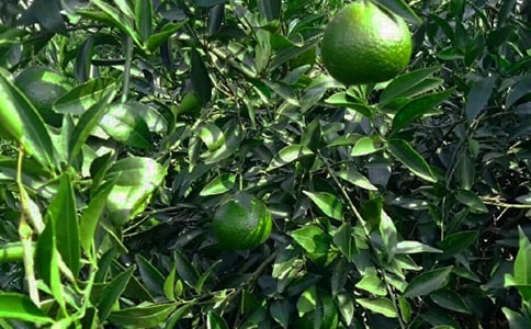 土地果园转让合同