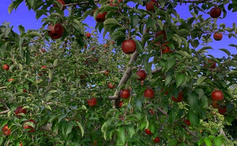 《果园机器人》教案