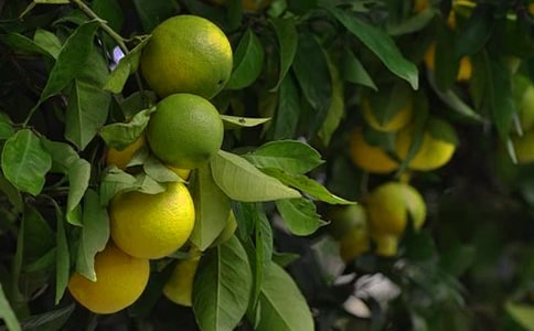 ���ع�԰�а���ͬ