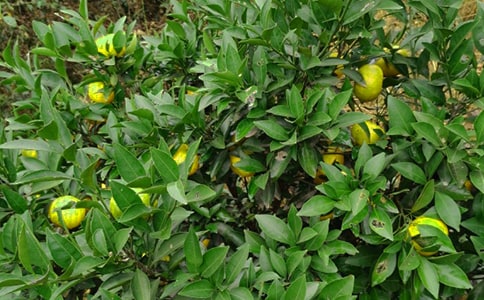 ��԰�����ֻ��˼