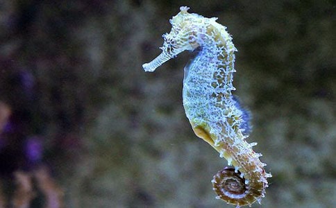 �а��ѧ���Խ̰������ְ�������