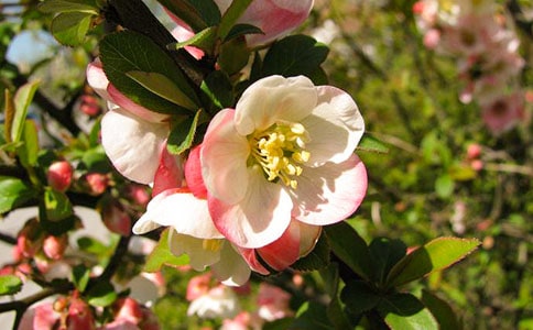 宴清都·连理海棠原文、翻译注释及赏析