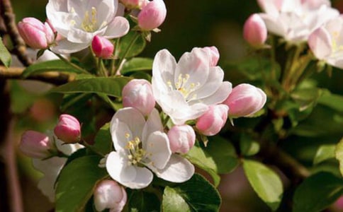 咏白海棠原文、翻译注释及赏析