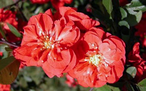 ��ͬ������δ�����ġ�ԭ�ļ���������