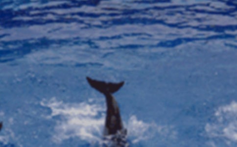 ������˽̰�