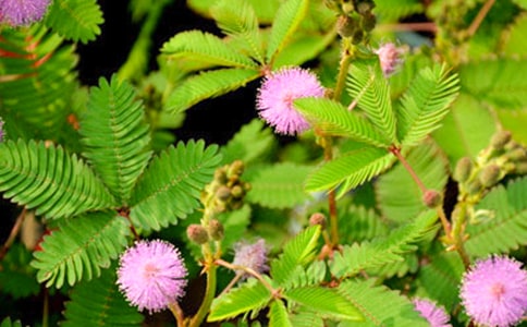 含羞草小班语言教案