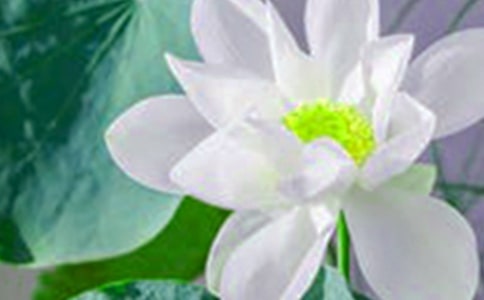 �ɻ���������̰�