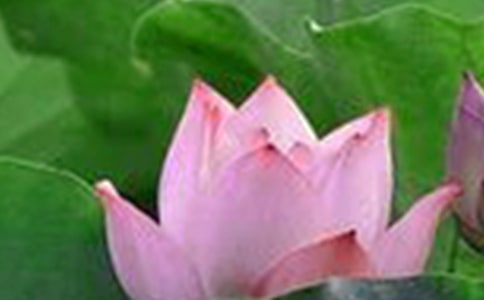 关于荷花教案范文合集七篇