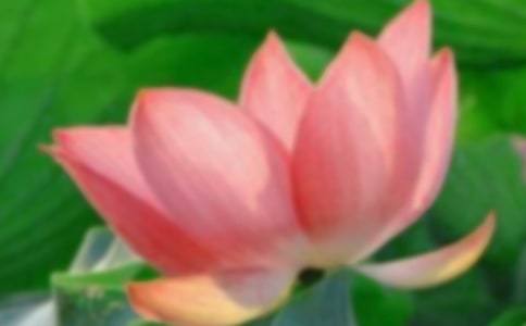 有关荷花教案模板汇总十篇