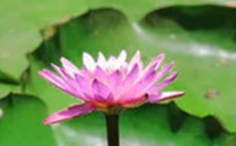 《赠荷花》原文及赏析