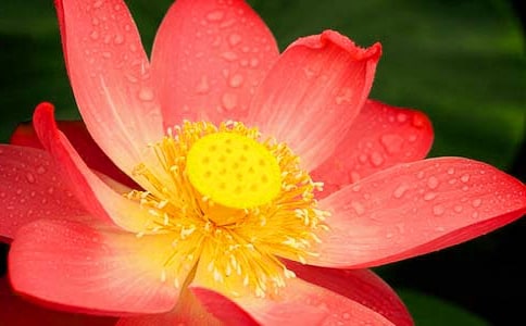 �ɻ��̰�����