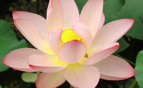 �ɻ�����̰�