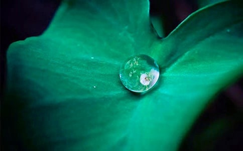 ���ں�ҶԲԲ�̰�