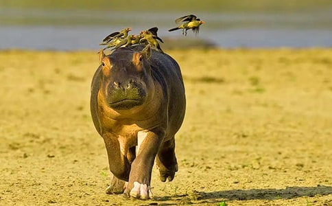 �а����Խ̰���С������ˢ�����顷