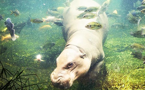 �����峤���˼