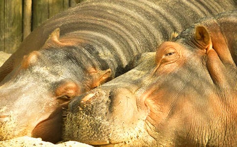 ������Ի�̰�������